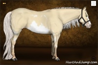 Horse Color:Silver Classic Champagne Dun Splash Frame 