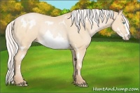 Horse Color:Silver Buckskin Pearl Sabino Frame Rabicano 