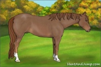 Horse Color:Red Roan 