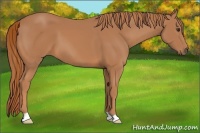 Horse Color:Chestnut 