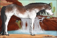 Horse Color:White Spotted Bay 