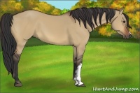 Horse Color:Bay Dun