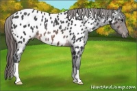 Horse Color:Brown Appaloosa Rabicano