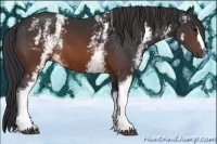 Horse Color:White Spotted Brown 
