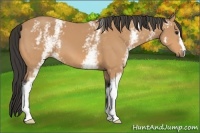 Horse Color:White Spotted Buckskin 
