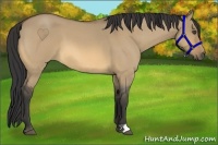 Horse Color:Buckskin Roan Dun 