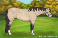 Horse Color:Buckskin Roan 