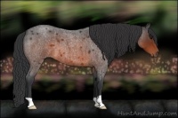 Horse Color:Brown Roan