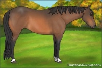 Horse Color:Buckskin 