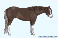 Horse Color:Liver Chestnut Splash 