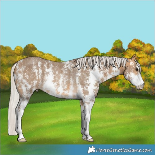 Horse Color:Silver Buckskin Sabino Rabicano 