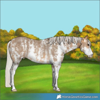 Horse Color:Silver Buckskin Sabino Rabicano 