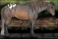 Horse Color:Buckskin Varnish 