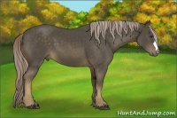 Horse Color:Chocolate Palomino 