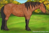 Horse Color:Bay  Brindle