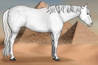 Horse Color:Chocolate Palomino Mushroom Sabino Varnish Rabicano