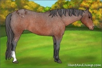 Horse Color:Brown Appaloosa 