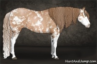 Horse Color:Bay Pearl Sabino Splash Rabicano