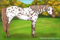 Horse Color:Chestnut Appaloosa