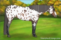 Horse Color:Bay Appaloosa 