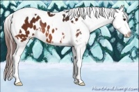 Horse Color:Bay Tobiano Appaloosa Rabicano 