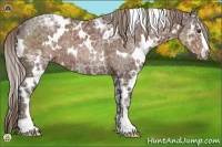 Horse Color:White Spotted Liver Chestnut Ice Sabino Rabicano 