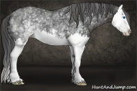 Horse Color:White Spotted Smoky Black Splash 
