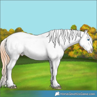 Horse Color:Bay Dun Splash Appaloosa 