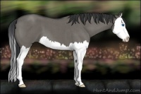 Horse Color:Grullo Roan Splash 