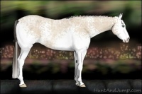 Horse Color:White Spotted Amber Cream Champagne Ice Roan 