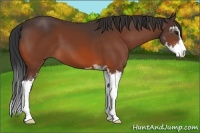 Horse Color:Bay Sabino