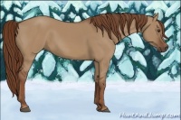 Horse Color:Red Dun Rabicano