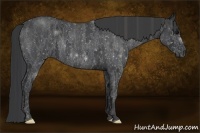 Horse Color:White Spotted Blue Roan Rabicano Brindle