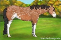 Horse Color:Bay Ice Sabino