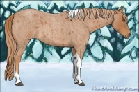 Horse Color:Red Roan Tobiano 