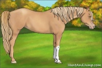 Horse Color:Gold Champagne 