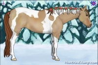Horse Color:Red Dun Tobiano 