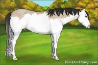 Horse Color:Bay Roan Dun Splash Rabicano 