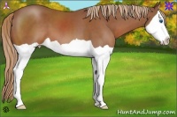 Horse Color:Chestnut Splash 