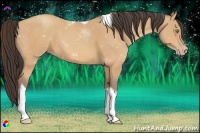 Horse Color:Amber Champagne Tobiano 