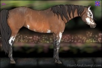 Horse Color:Buckskin Splash Brindle