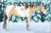 Horse Color:Buckskin Dun Splash Tobiano Rabicano 