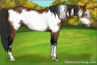 Horse Color:Bay Ice Frame