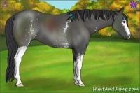 Horse Color:White Spotted Black