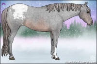 Horse Color:Brown Appaloosa 