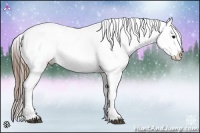 Horse Color:Buckskin Varnish 