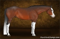 Horse Color:Bay Splash 