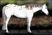 Horse Color:Bay Roan Splash Appaloosa Rabicano 