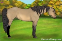 Horse Color:Buckskin Dun 