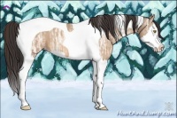 Horse Color:Amber Champagne Ice Splash Tobiano 